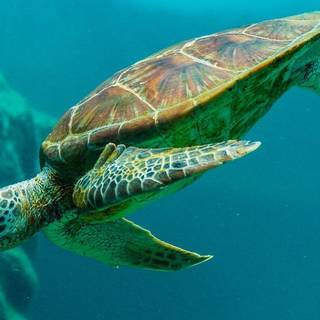 4K sea turtle wallpapers