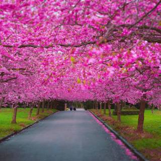 Springtime wallpaper