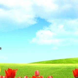 Springtime with butterflies wallpaper