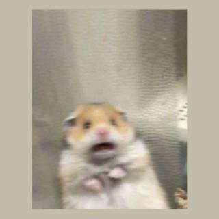 Hamster meme 10