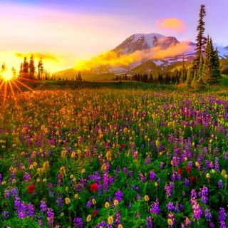 Beautiful Spring Landscape