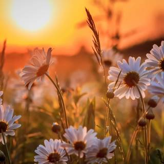 Sunrise Spring Flowers 