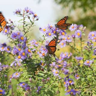 Spring Flowers and Butterflies
