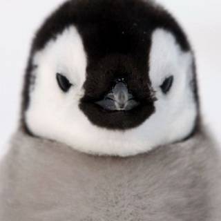 Penguin up close