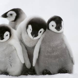 Penguin group