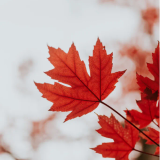 Red leaf wallpaper