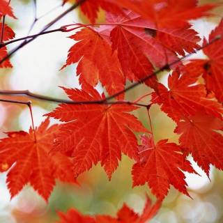 Red leaf wallpaper