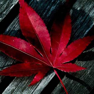 Red leaf wallpaper