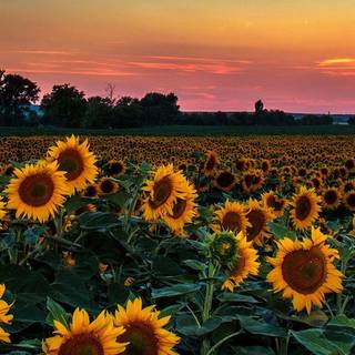 Sunflower in the sunset wallpaper