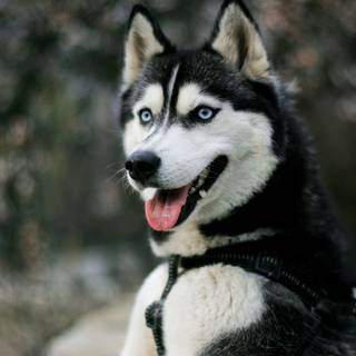 Husky