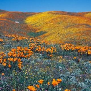Orange yellow poppies in California