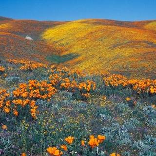 Orange yellow poppies in California wallpaper