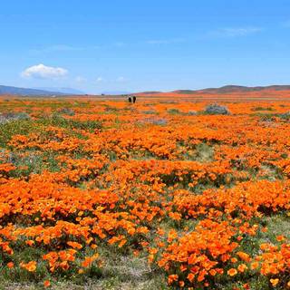 Orange yellow poppies in California wallpaper