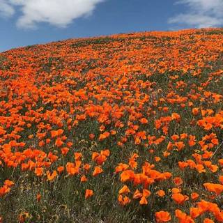 Orange yellow poppies in California wallpaper