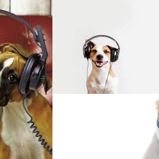 Dogs With Headphones