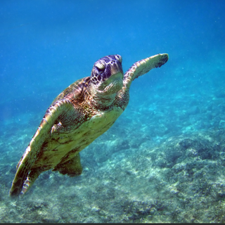 sea turtles cute