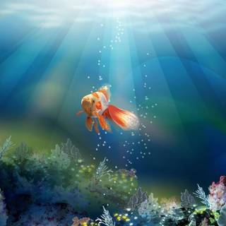 Goldfish HD