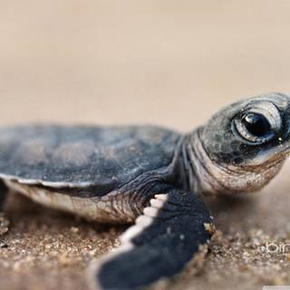 baby turtle