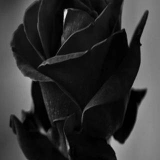 Black rose wallpaper