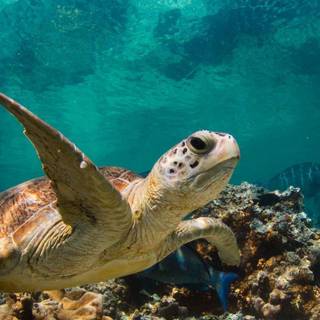 Sea turtle underwater 4k wallpaper
