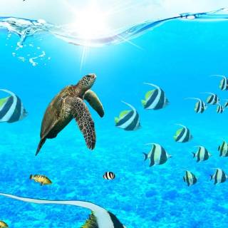 Sea turtle underwater 4k wallpaper
