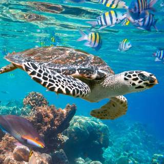Turtle and fish underwater aesthetic wallpaper 