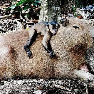 Capybara with monkey 