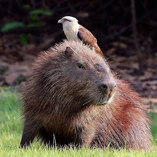 Capybara with bird