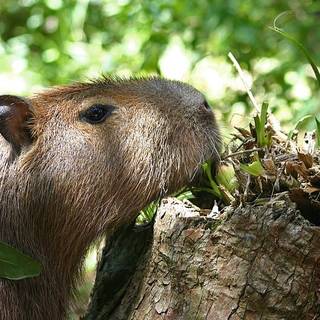 Capybara eating 