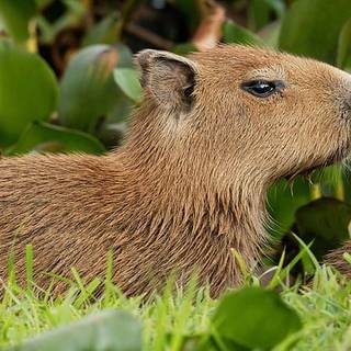 Capybara 