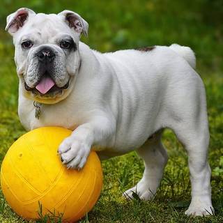 Cute dog with yellow ball