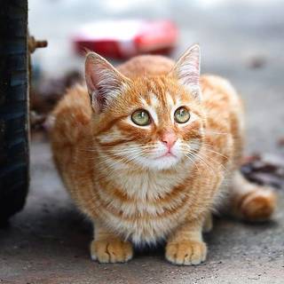 Cute cat beside bike 