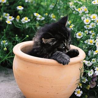 Cute cat in a pot