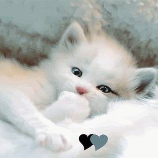 Cute white cat!!!!