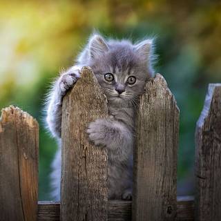 Cat on fence