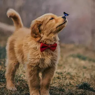 Puppy with a butterfly 