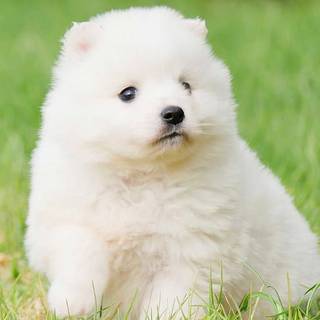 Cute whit puppy 