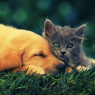Cute cat beside dog