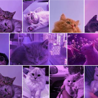 ~purple kittens~