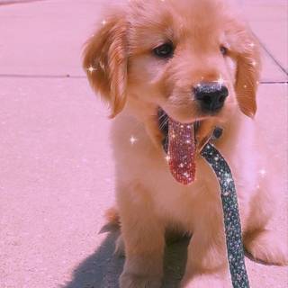 Golden Retriever puppy