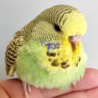 Another baby bird