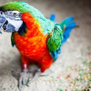 Macaw Bird