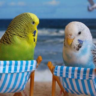 Bird chilling on the beach