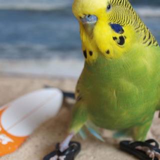 Bird In flip flops at the beach
