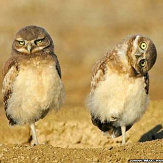 Owl siblings