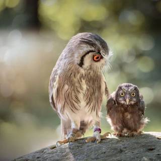 Owl and baby owl