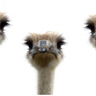 Ostriches staring at you