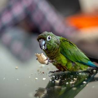 Bird eating 