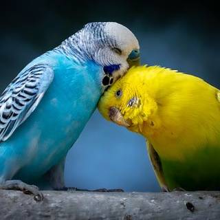 Budgies scratching eachother