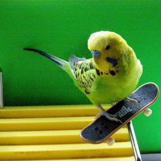 Bird on skateboard 